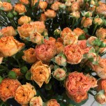 Пионовидные кустовые розы 5